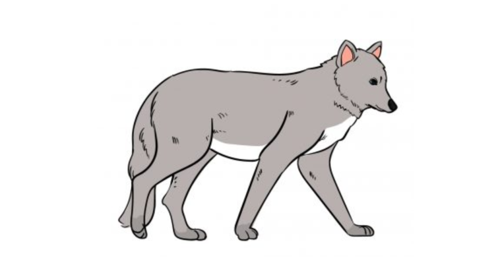 Draw A Wolf