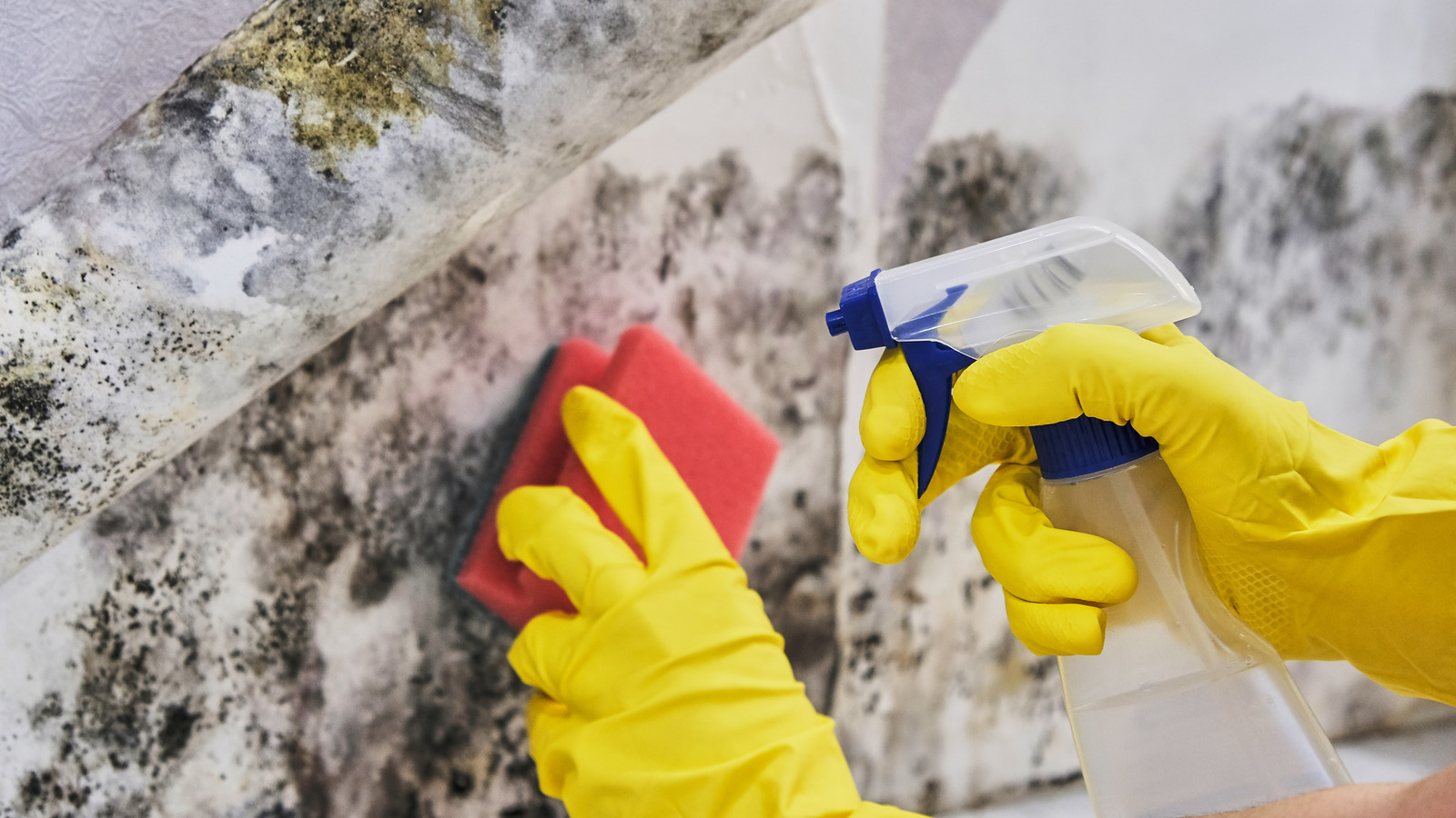 Where Can You Find Mold Remediation Testing Services in Delray FL?