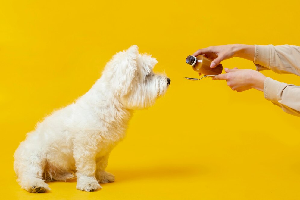10 Best CBD Oil for Pets with Arthritis in 2023
