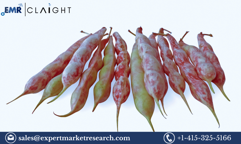 Global Fava Beans Market Share, Size, Growth, Analysis, Demand, Key Players, Report, Forecast 2024-2032